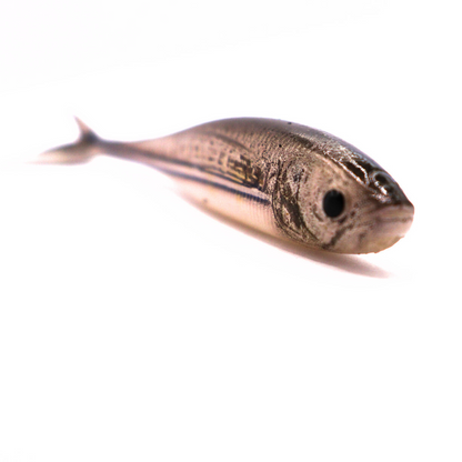 Garfish Fish Tail Minnow