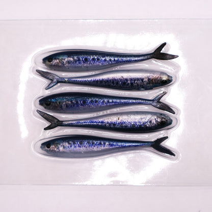 WA Pilchard Fish Tail Minnow